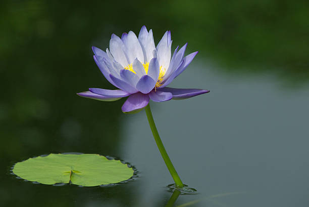purple lotus flower blooming stock photo