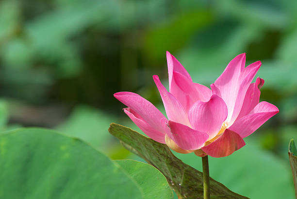 pink lotus stock photo