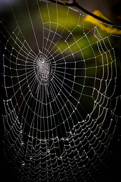 istock pretty scary frightening spider web for halloween 186926161