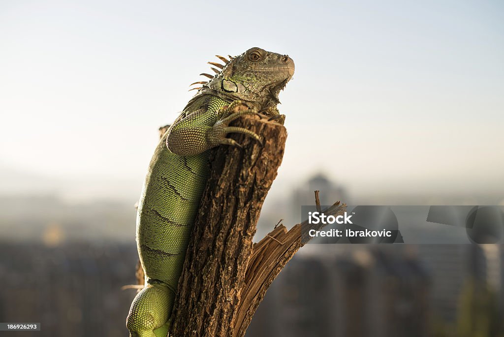 iguana rastreo en una pieza de madera y posando - Foto de stock de Aire libre libre de derechos