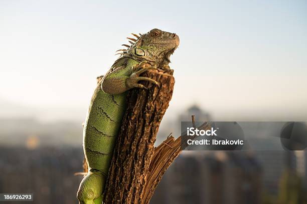 Iguana Rastreo En Una Pieza De Madera Y Posando Foto de stock y más banco de imágenes de Aire libre - Aire libre, Anfibio, Animal