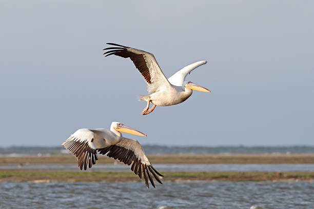 istock two pelicans flying over the sea 186926590