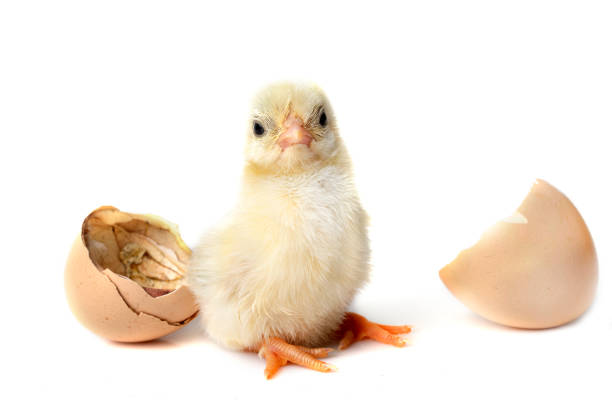 birth of serama chicken  in front of white background