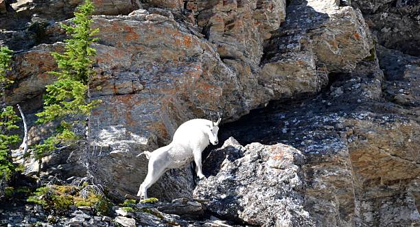 Goat pose. stock photo