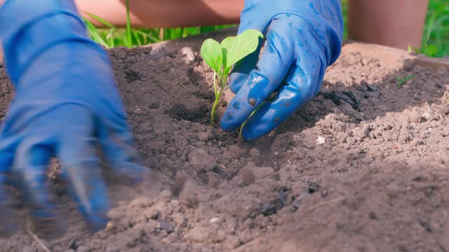 Female hands in rubber gloves are engaged in planting eggplant seedlings in the garden