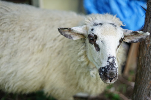 White sheep with only a spotted face
