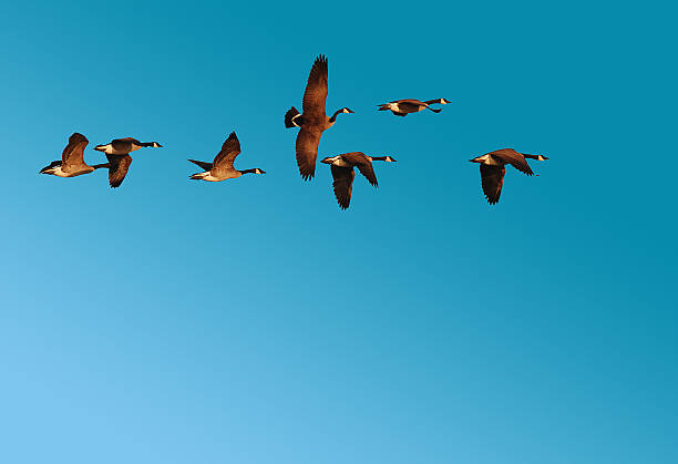 istock Flock of Canadian Geese in Flight 186928402