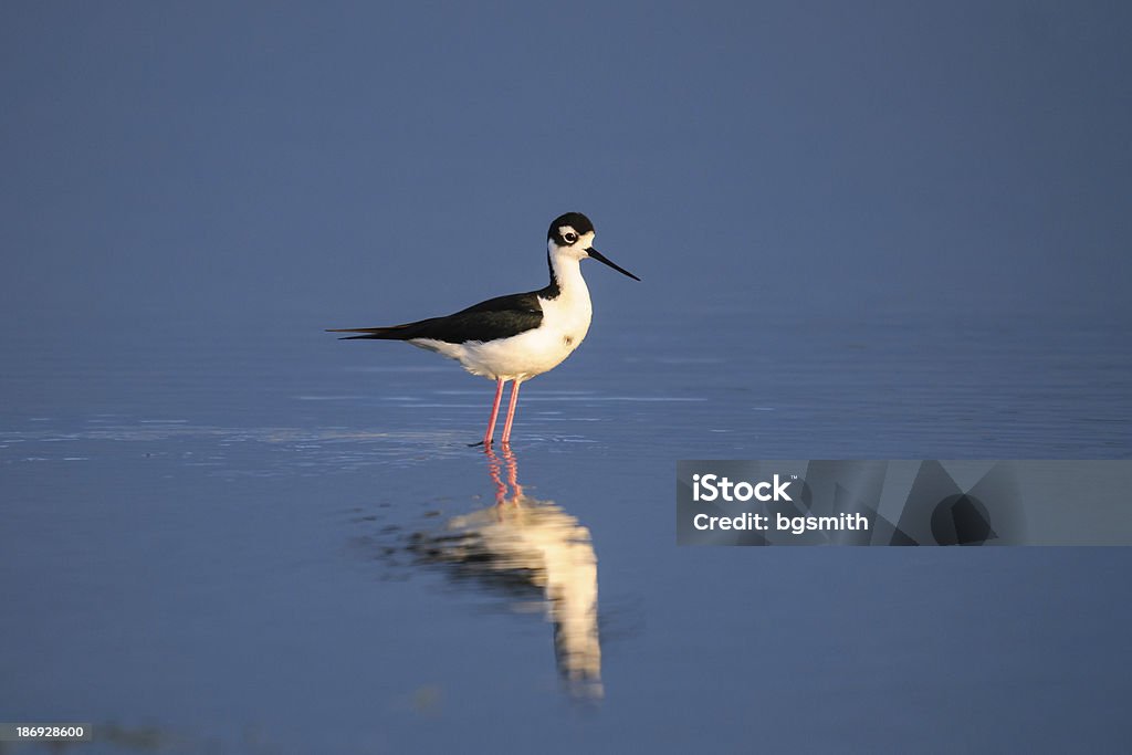 Himantopus mexicanus (Zancudo de cuello negro) - Foto de stock de A ver pájaros libre de derechos