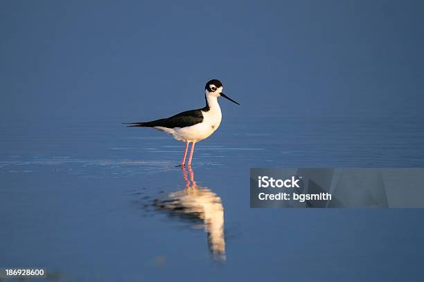 Longadecostasnegras - Fotografias de stock e mais imagens de Alberta - Alberta, Andar, Animal