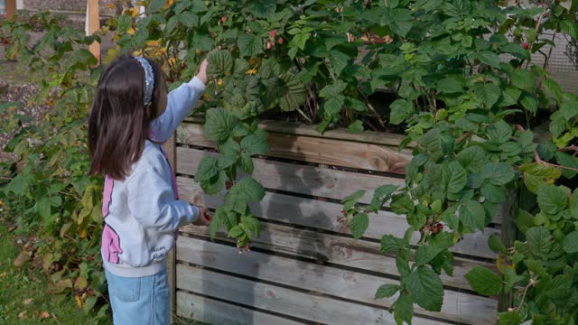 Girl picking raspberries from a bush