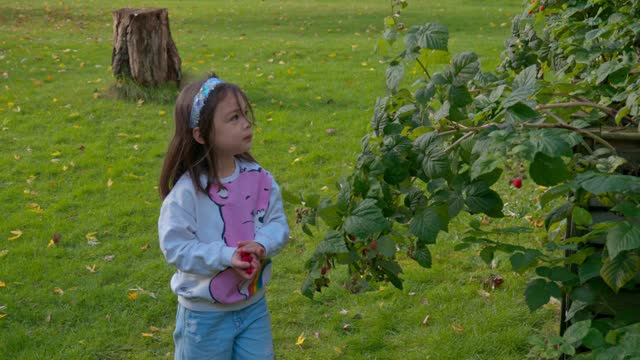 Girl picking raspberries from a bush
