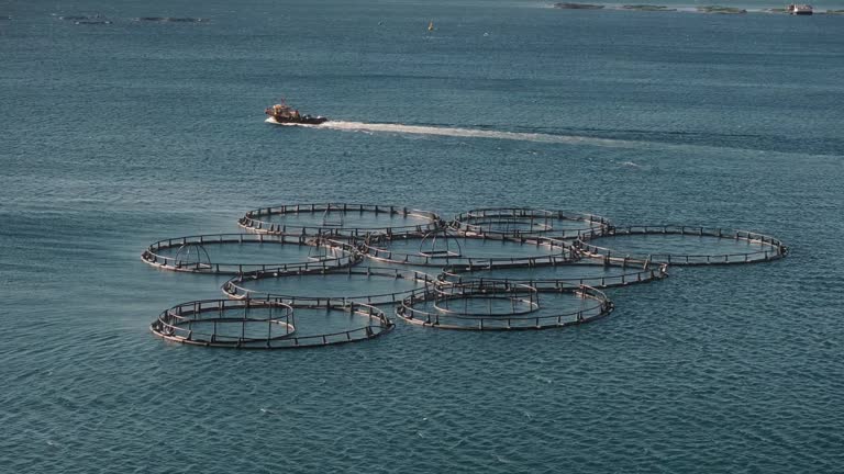 Aerial drone view of fish farming nets in the sea