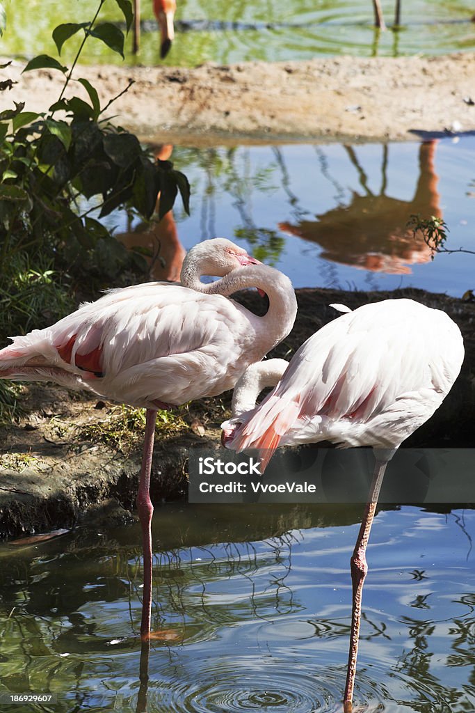 Chodzić po wodzie ptak-flamingo - Zbiór zdjęć royalty-free (Amerykański Czerwonak)