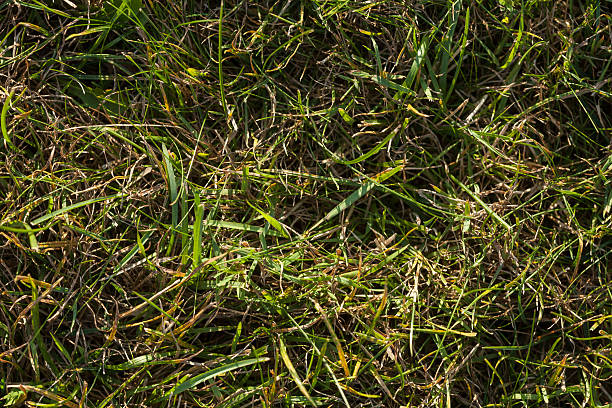 grass stock photo