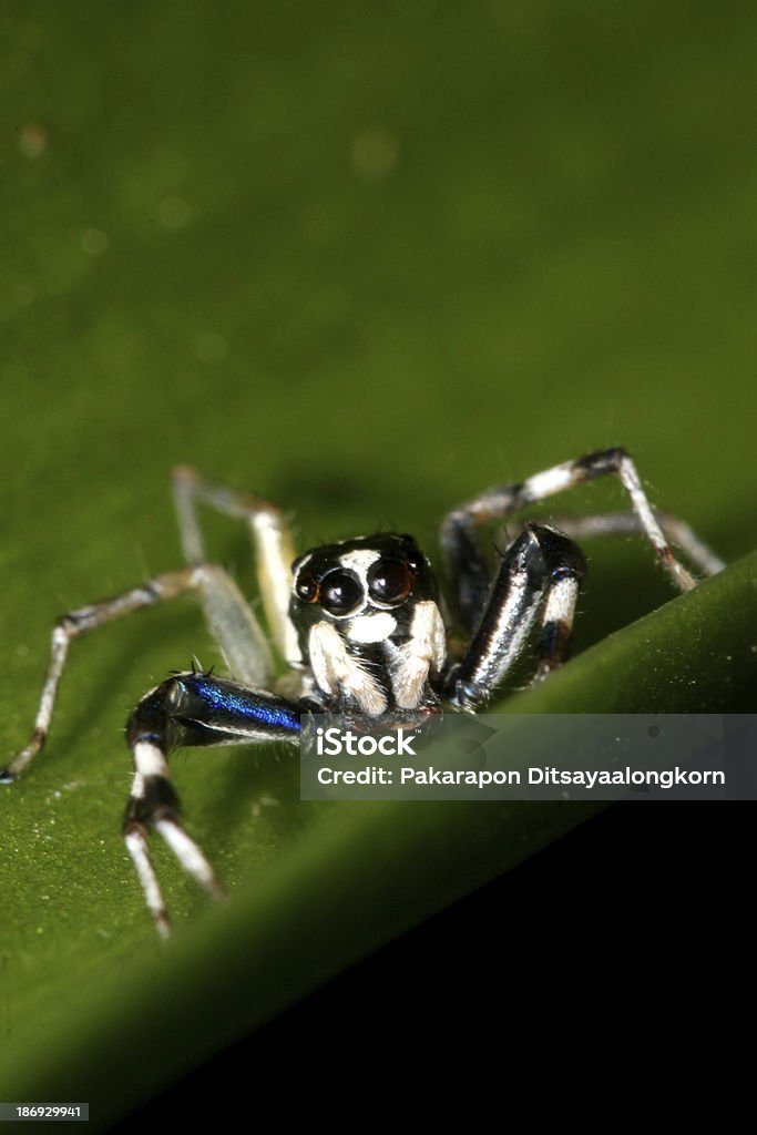 Schwarze & white spider - Lizenzfrei Baum Stock-Foto