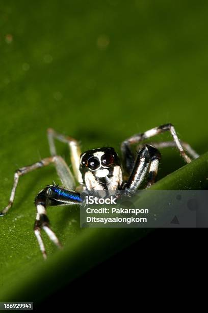 Schwarze White Spider Stockfoto und mehr Bilder von Baum - Baum, Blatt - Pflanzenbestandteile, Buchstabe X