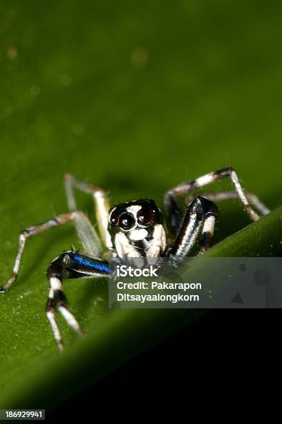 Black Biały Spider - zdjęcia stockowe i więcej obrazów Biały - Biały, Czarny kolor, Część ciała zwierzęcia