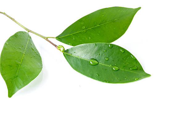 istock Leaf and water drop on the white background 186930060