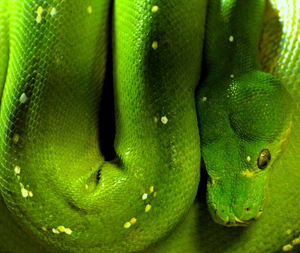 green tree python stock photos, images and backgrounds... 1,000+ Green Tree Python Photos Stock Photos, Pictures & Royalty-Free ...