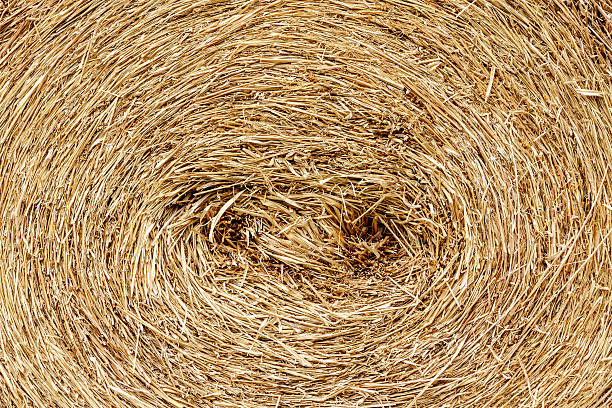 istock closeup of a circular straw bale for background 186930174