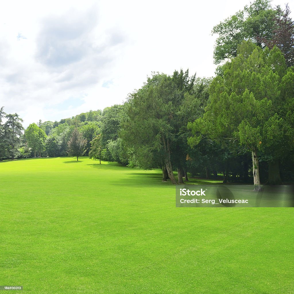 Prairie dans le parc - Photo de Arbre libre de droits