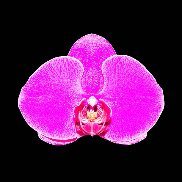 istock purple orchid isolated on black background with clipping path 186930384