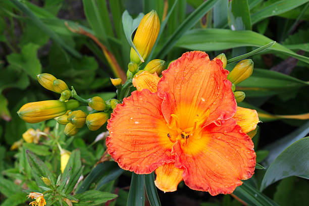 laranja gladiola flores e botões - gladiolus single flower flower tropical climate imagens e fotografias de stock