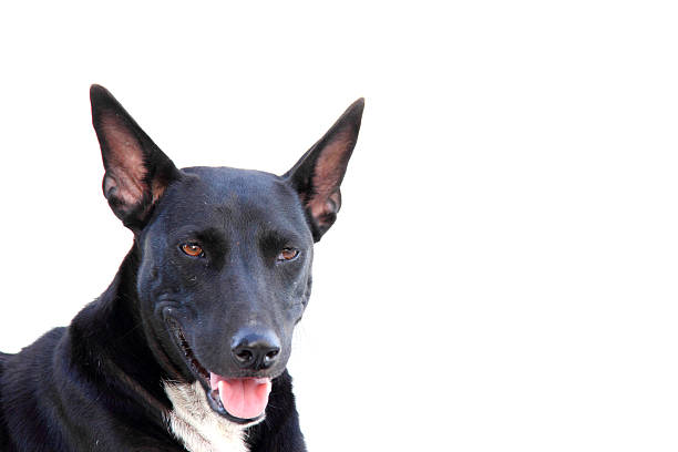 istock close-up black dog isolated on white 186930594