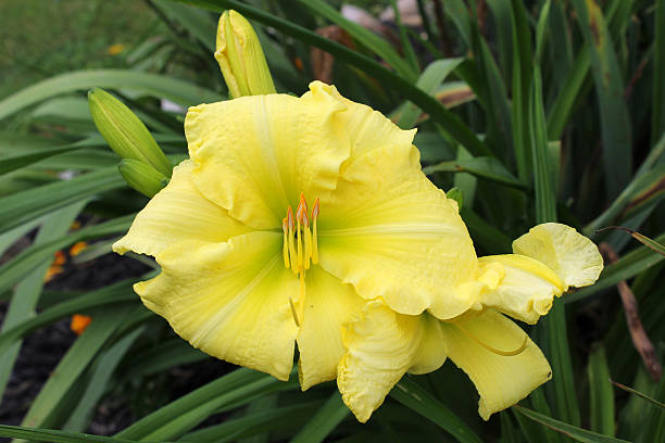 amarelo flor gladiola - gladiolus single flower flower tropical climate imagens e fotografias de stock