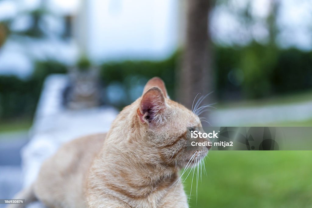 Cat enjoying the life Animal Stock Photo