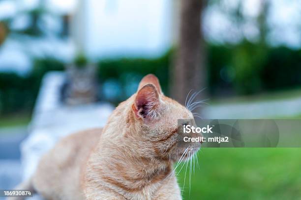 Cat Enjoying The Life Stock Photo - Download Image Now - Animal, Cute, Domestic Cat