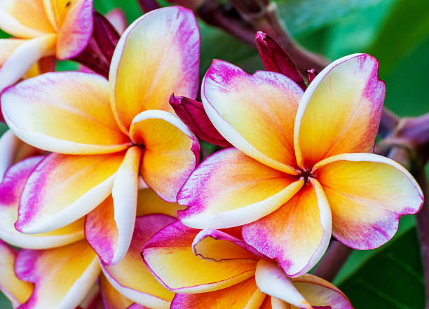 istock Beauty flower of temple 186930932