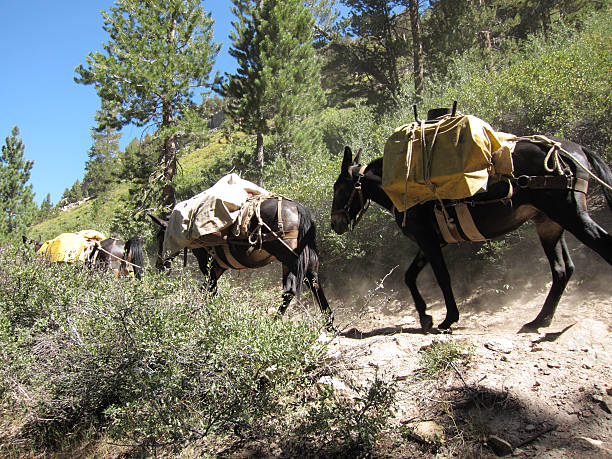 mulo caravan attraversando passo montano - sella pass foto e immagini stock