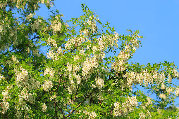 locust flor - locust tree black robinia fotografías e imágenes de stock