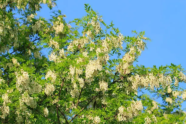 Blossoms of a black locust (Robinia pseudoacacia) in early summer