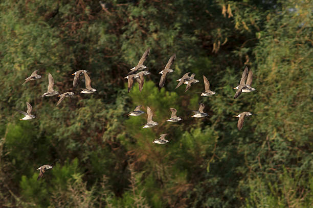 istock Flock of Spotted Sandpipers 186931005