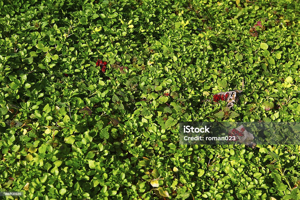 red Käfer auf den Sonnenuntergang - Lizenzfrei Blatt - Pflanzenbestandteile Stock-Foto