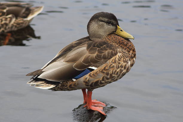 istock Juvenile Mallard Drake 186931559
