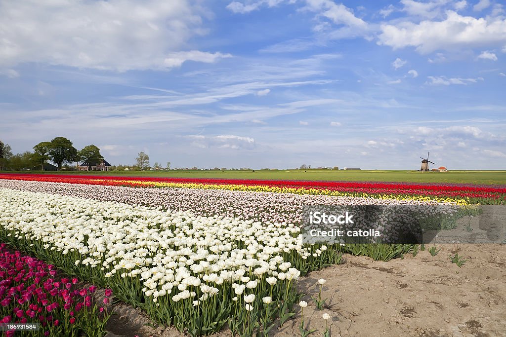 Campi di tulipani colorati primavera e Mulino a vento - Foto stock royalty-free di Agricoltura