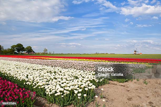 Campi Di Tulipani Colorati Primavera E Mulino A Vento - Fotografie stock e altre immagini di Agricoltura