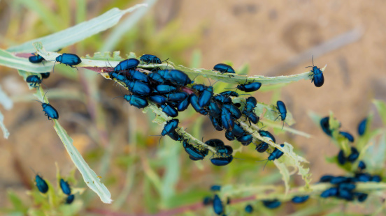 Many Flea Beetles Taken Near the Shore of Lake Michigan