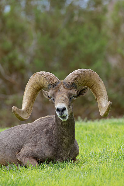 istock Desert Bighorn Ram Bedded 186931694