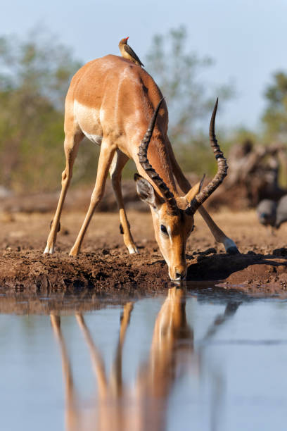 istock Impala male at a waterhole in Mashatu Game Reserve 1869317018