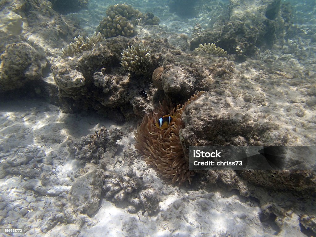 snorkeling in the red sea Animal Stock Photo