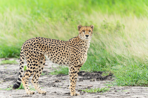 Cheetah (Acinonyx jubatus) searching for prey in Mkuze Falls Game Reserve near the Mkuze River in South Africa
