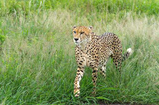 Cheetah (Acinonyx jubatus) searching for prey in Mkuze Falls Game Reserve near the Mkuze River in South Africa