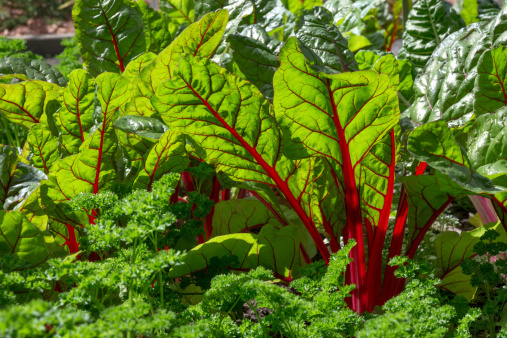 Beet leaves in sunlight. Fresh and healthy vegetable garden.