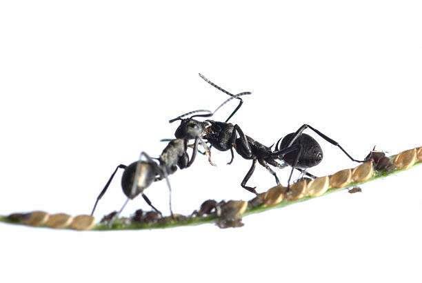 istock ant and aphid symbiosis 186931961
