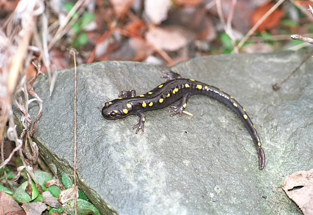 SUNNING SPOTTED SALAMANDER stock photo