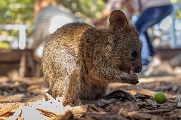 istock You Quokka Mate 1869322215